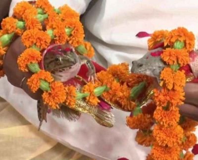 Frog Marriage: Gorakhpur में मेंढक-मेंढकी की अनोखी शादी!