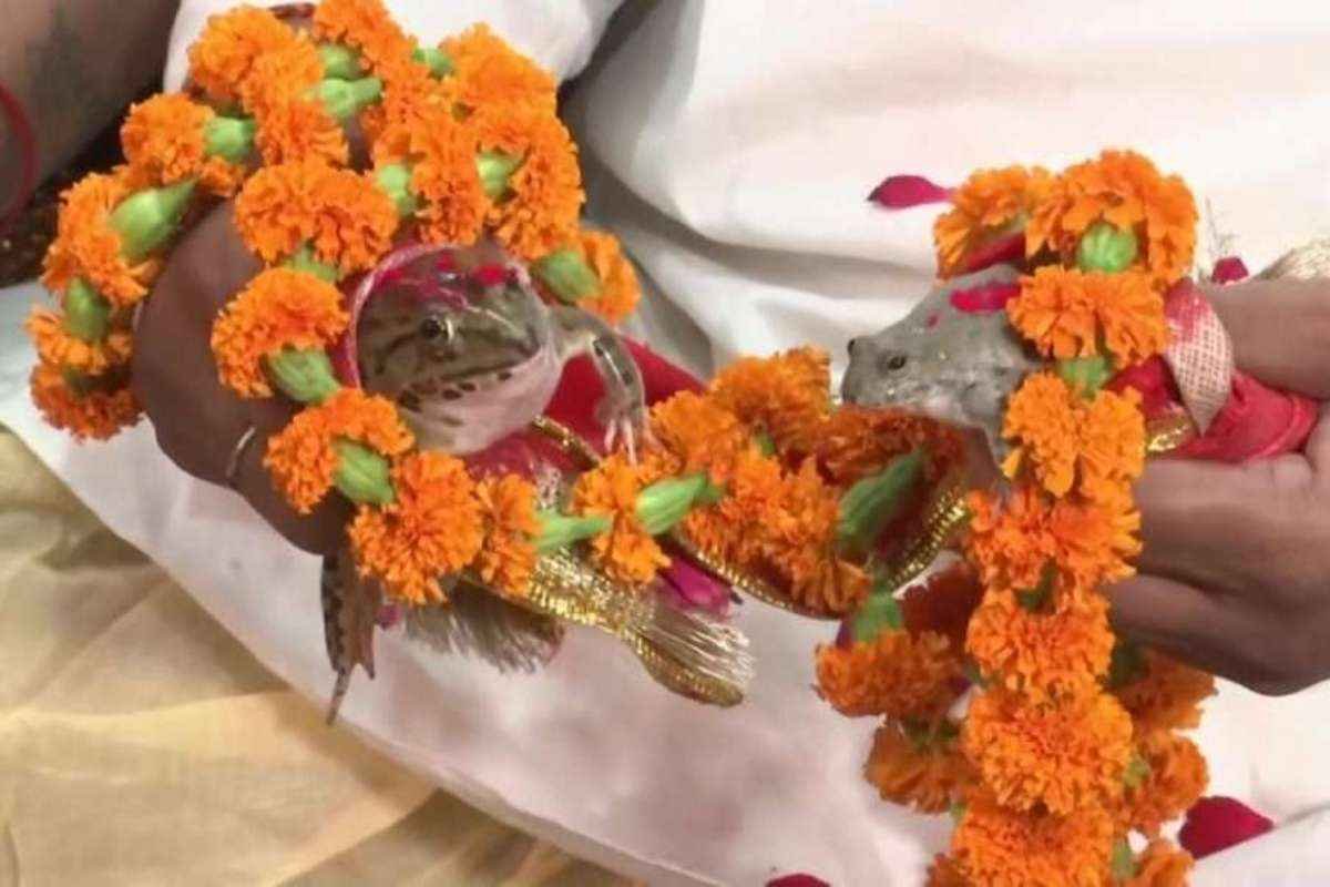 Frog Marriage: Gorakhpur में मेंढक-मेंढकी की अनोखी शादी! रीति-रिवाज के साथ बने दूल्हा-दुल्हन और बाराती बने लोग