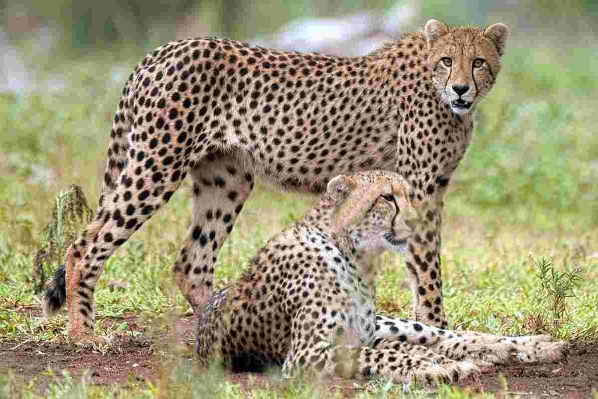 Project Cheetah: पार्क में 10 दिन बिताने के बाद चीतों की दिनचर्या में हुआ बड़ा बदलाव, शिकार की तलाश में गड़ाए रहते हैं नजरें