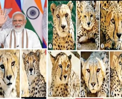 PM Modi Birthday: जन्मदिन पर देशवासियों को 8 चीते की सौगात देंगे पीएम