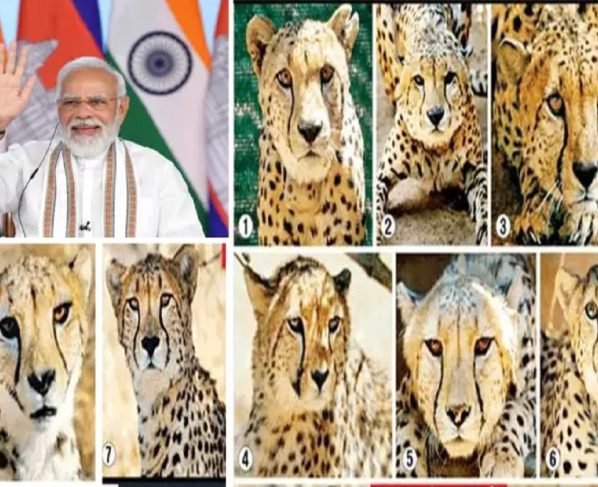 PM Modi Birthday: जन्मदिन पर देशवासियों को 8 चीते की सौगात देंगे पीएम