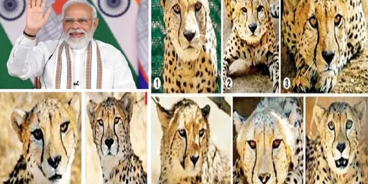 PM Modi Birthday: जन्मदिन पर देशवासियों को 8 चीते की सौगात देंगे पीएम