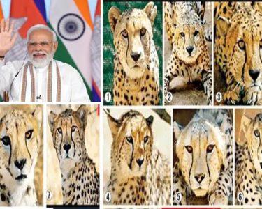 PM Modi Birthday: जन्मदिन पर देशवासियों को 8 चीते की सौगात देंगे पीएम