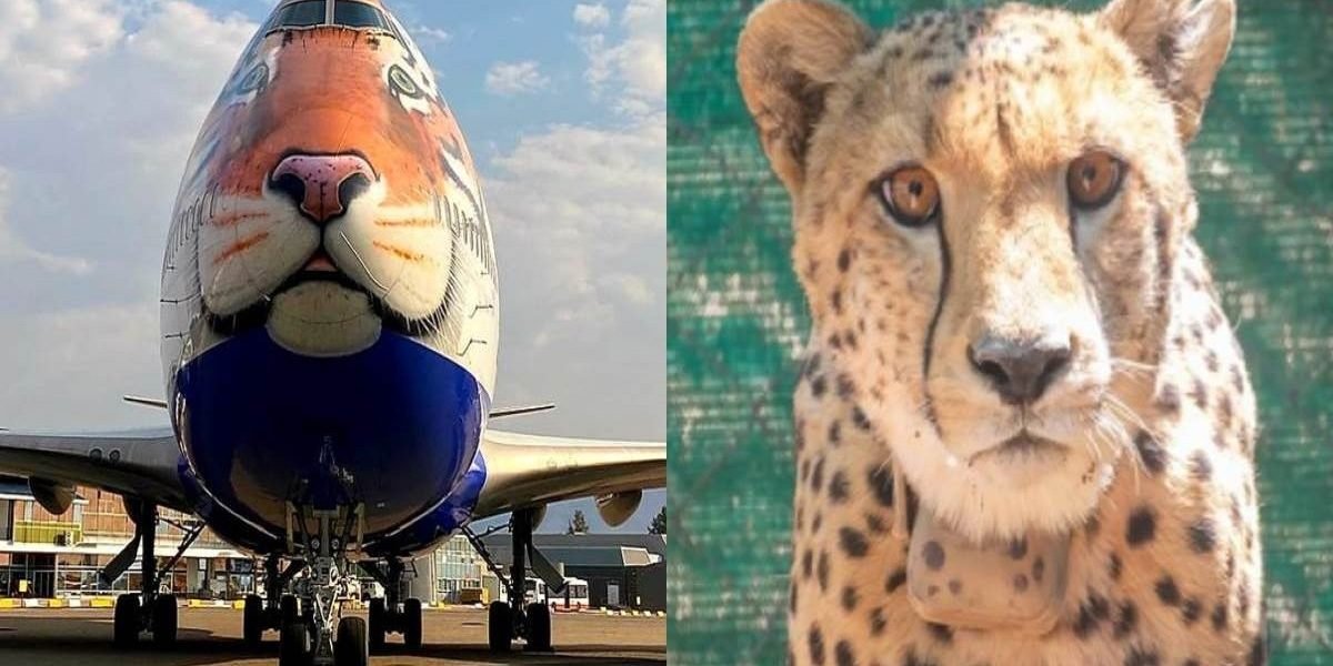 Cheetah को भारत लाने के लिए नामीबिया पहुंचा स्पेशल विमान