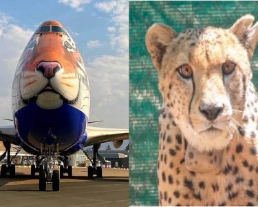 Cheetah को भारत लाने के लिए नामीबिया पहुंचा स्पेशल विमान