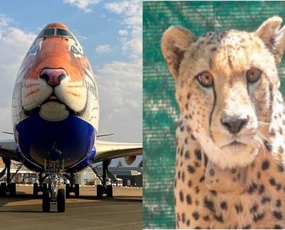 Cheetah को भारत लाने के लिए नामीबिया पहुंचा स्पेशल विमान