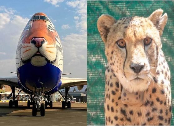 Cheetah को भारत लाने के लिए नामीबिया पहुंचा स्पेशल विमान