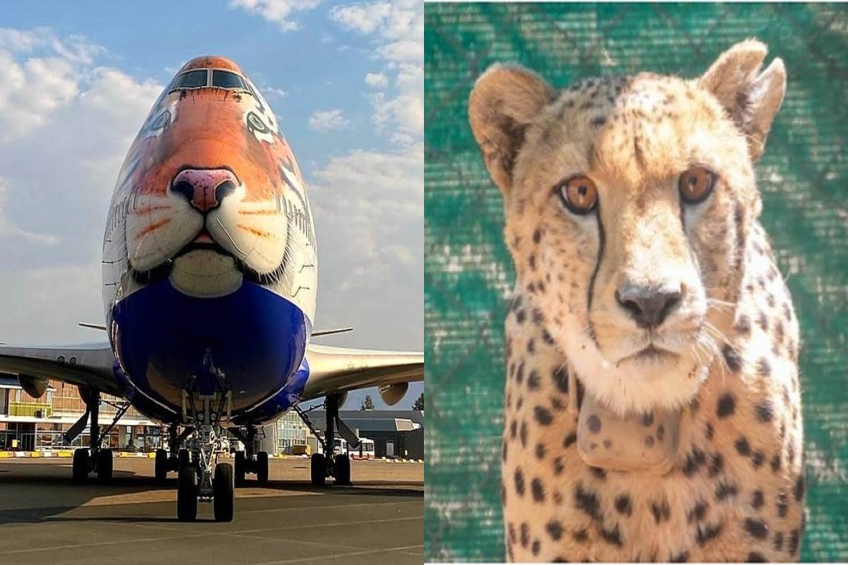 Cheetah को लाने के लिए नामीबिया पहुंचा स्पेशल विमान, पीएम मोदी के जन्मदिन पर 70 साल बाद भारत की धरती दहाडे़गा चीता